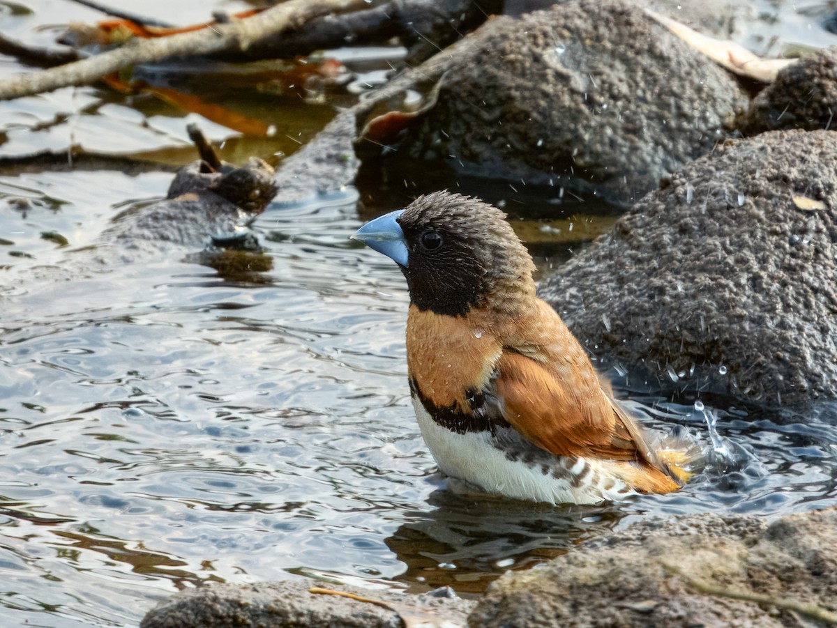 Chestnut-breasted Munia - ML625934984
