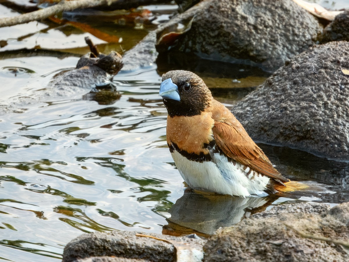 Chestnut-breasted Munia - ML625934985