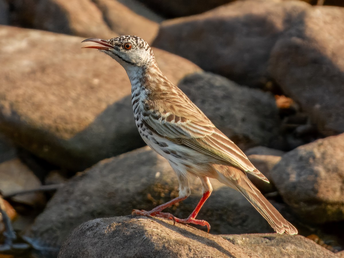 Bar-breasted Honeyeater - ML625934988