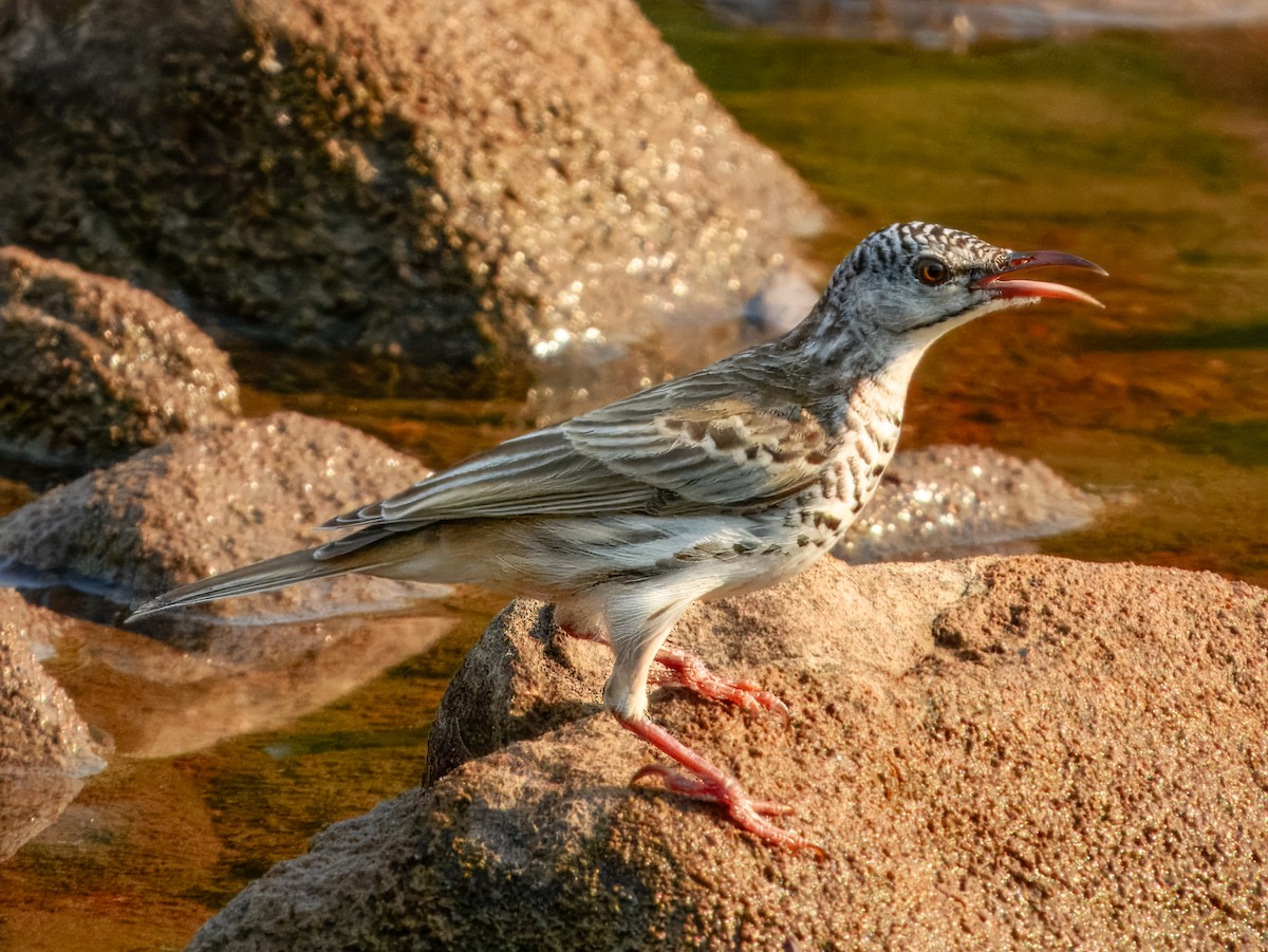 Bar-breasted Honeyeater - ML625934997