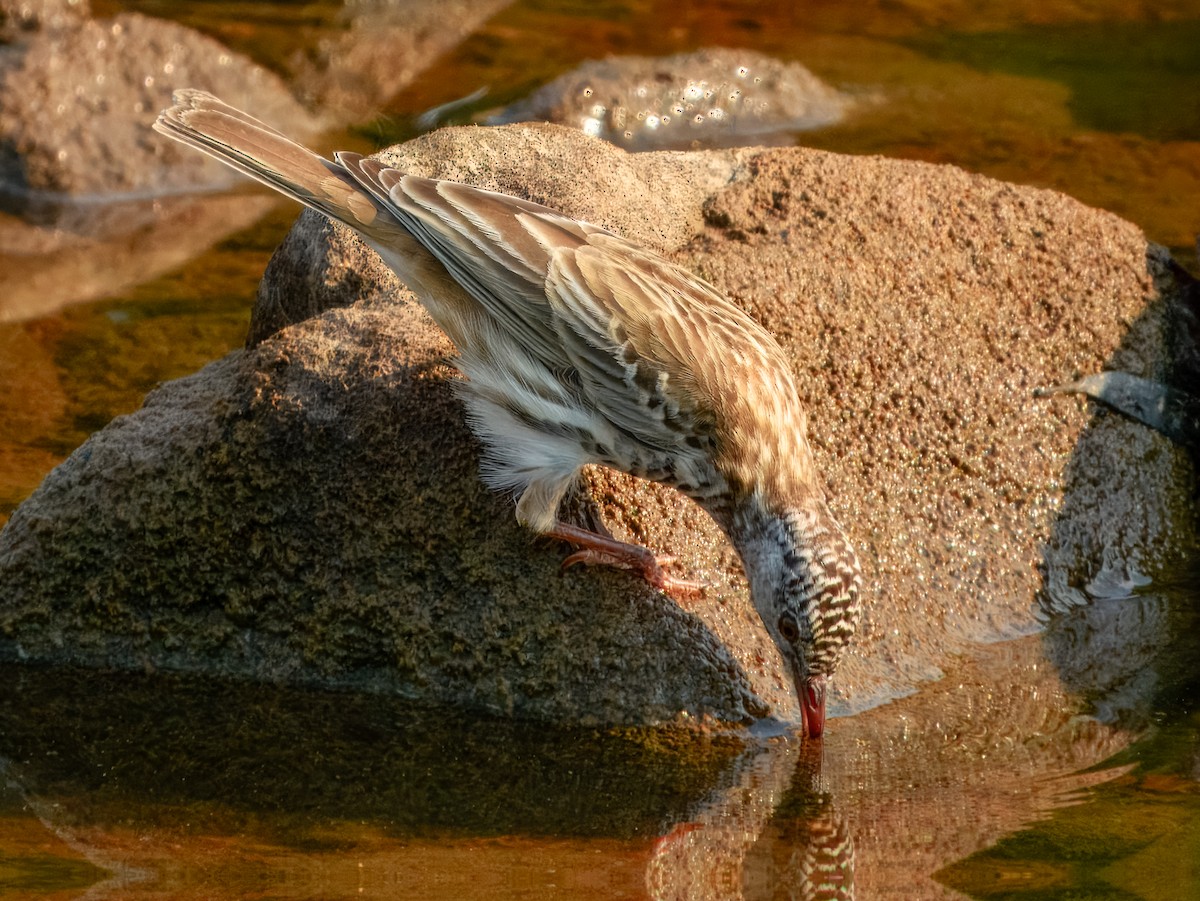 Bar-breasted Honeyeater - ML625934999