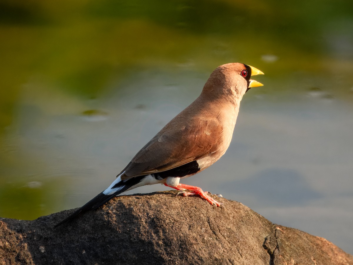 Masked Finch (Masked) - ML625935005