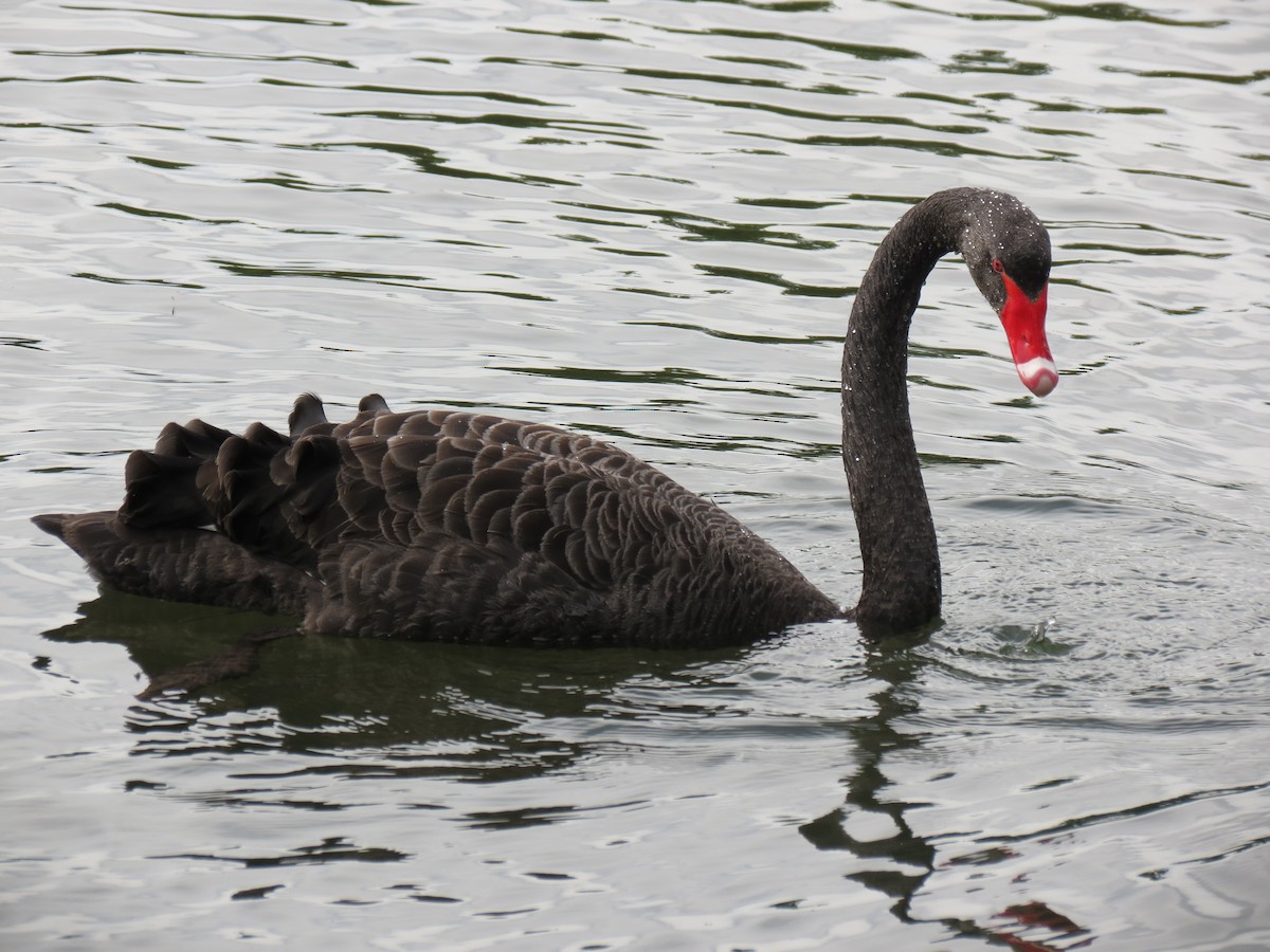 Black Swan - ML625935008