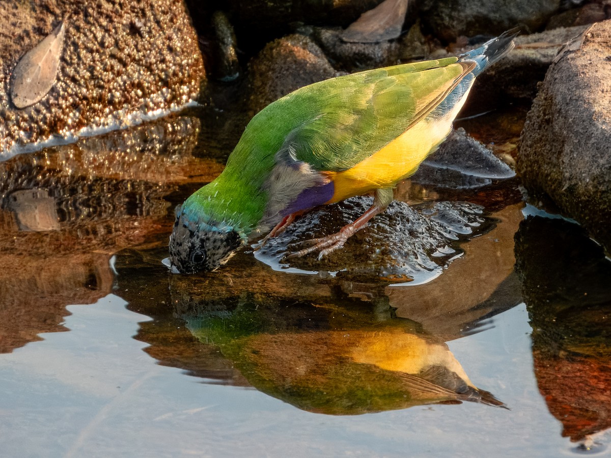 Gouldian Finch - ML625935009