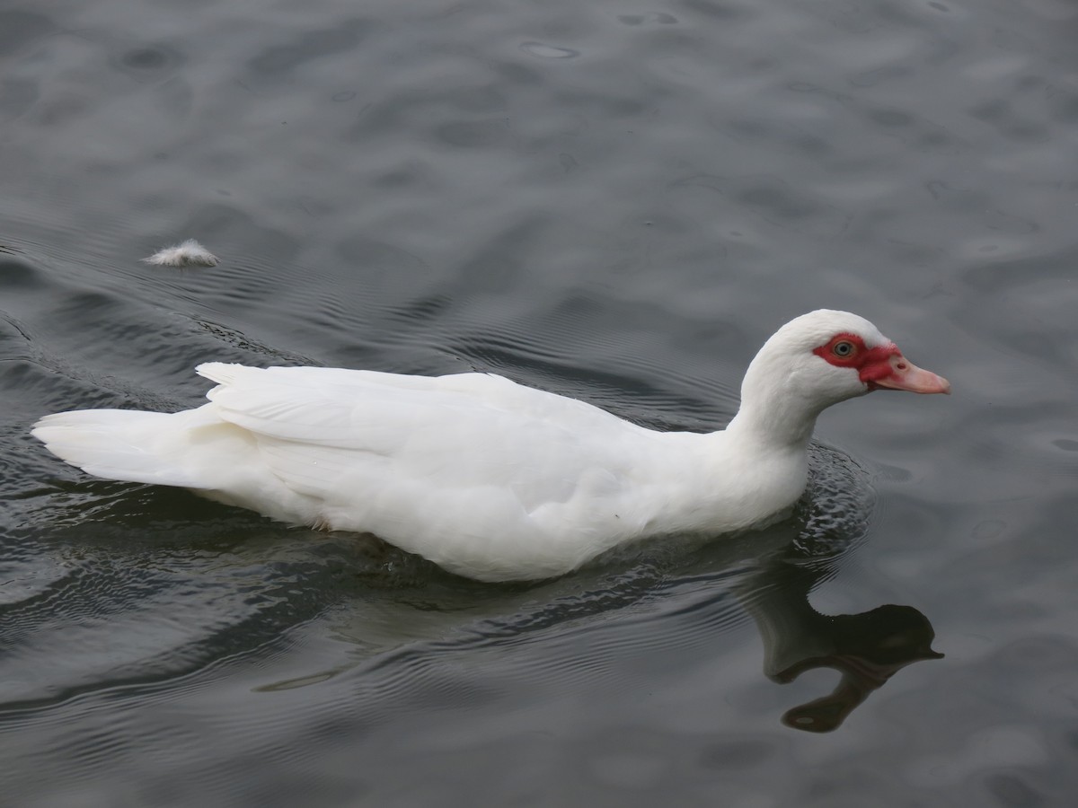 Muscovy Duck (Domestic type) - ML625935012