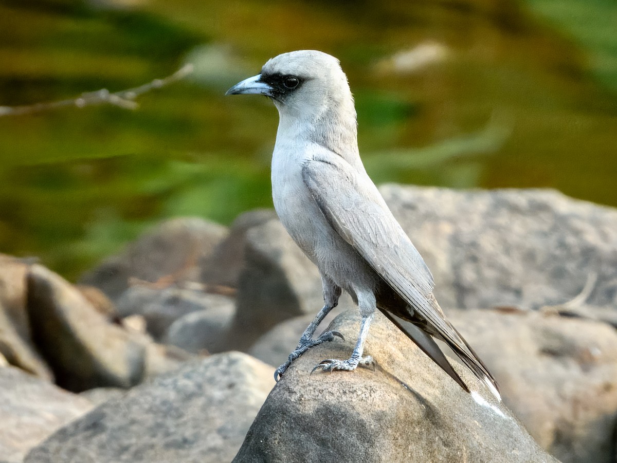 Black-faced Woodswallow - ML625935022