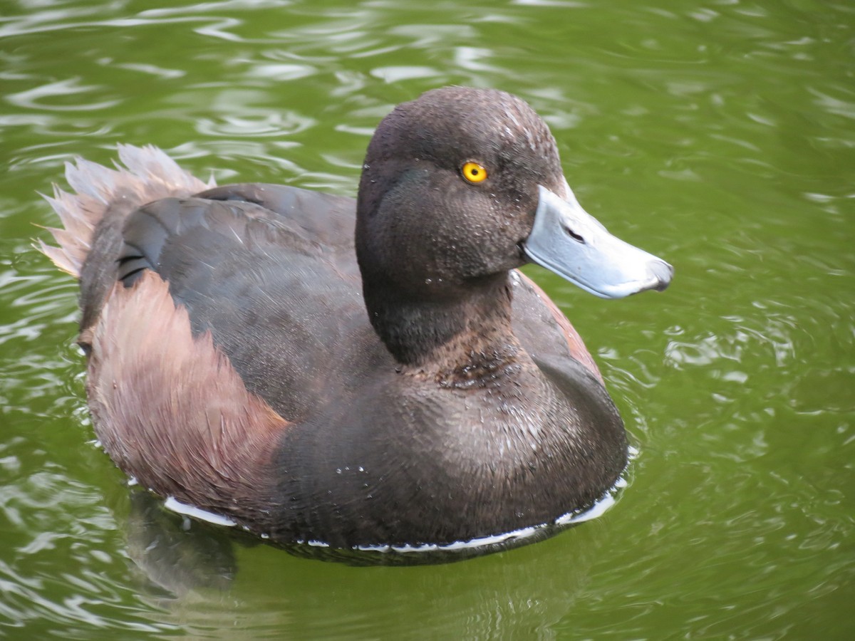New Zealand Scaup - ML625935025