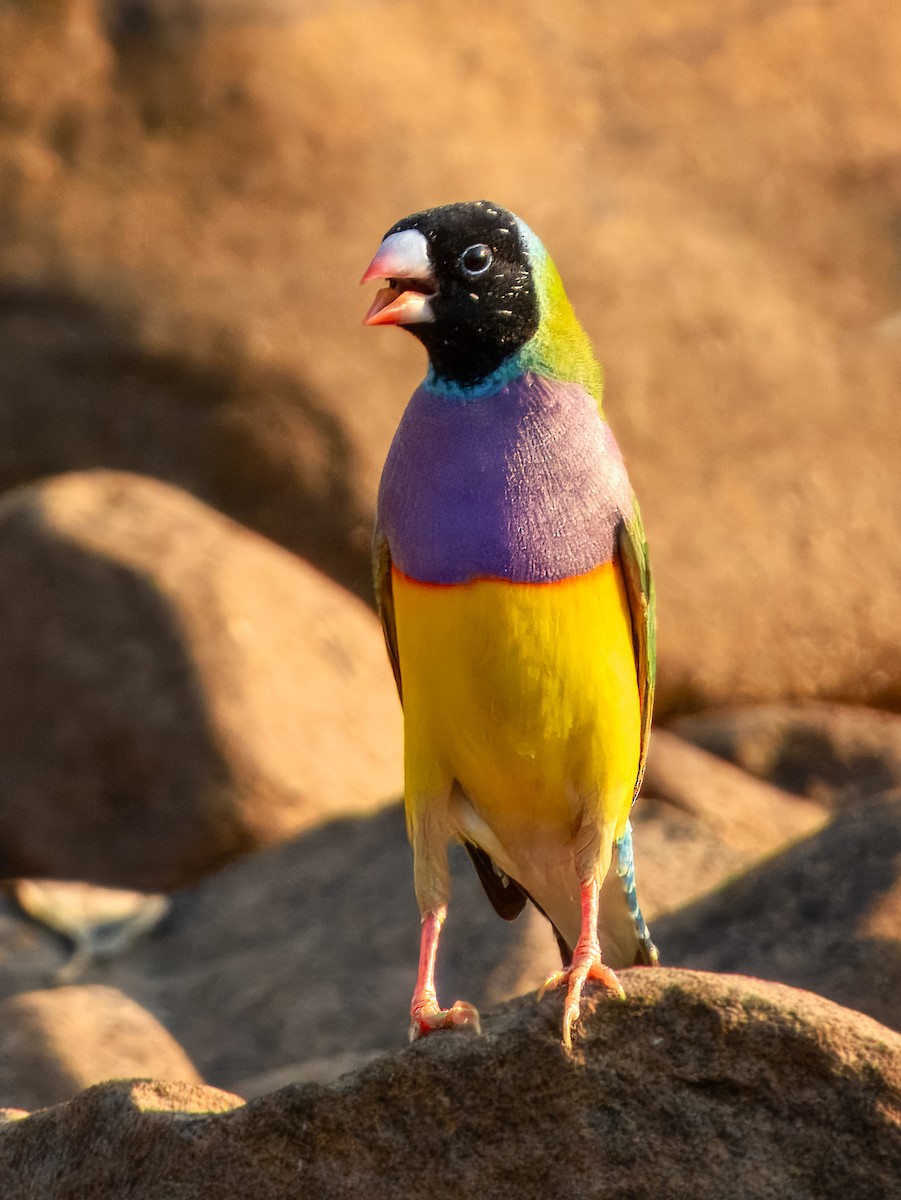 Gouldian Finch - ML625935033