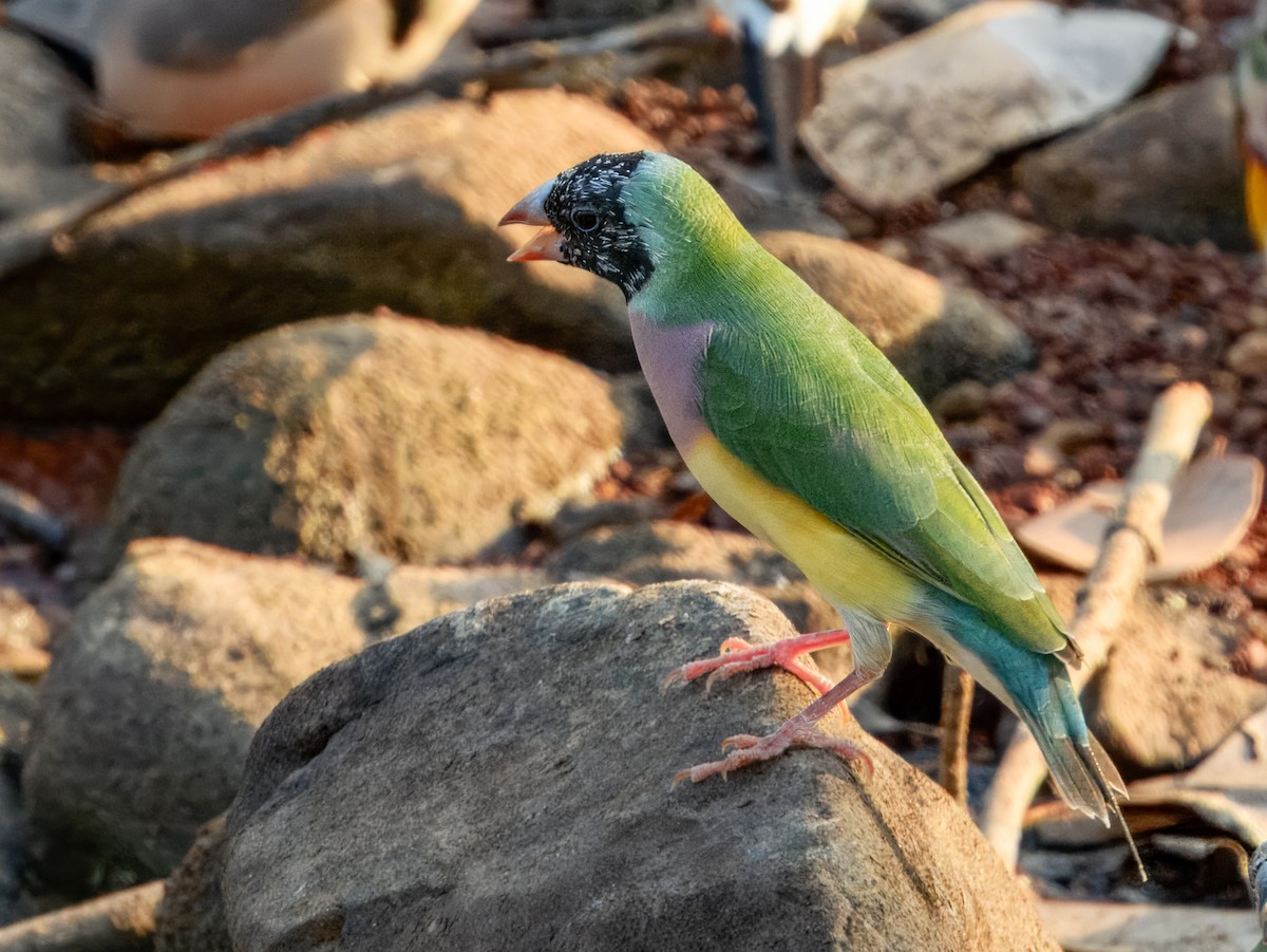 Gouldian Finch - ML625935038