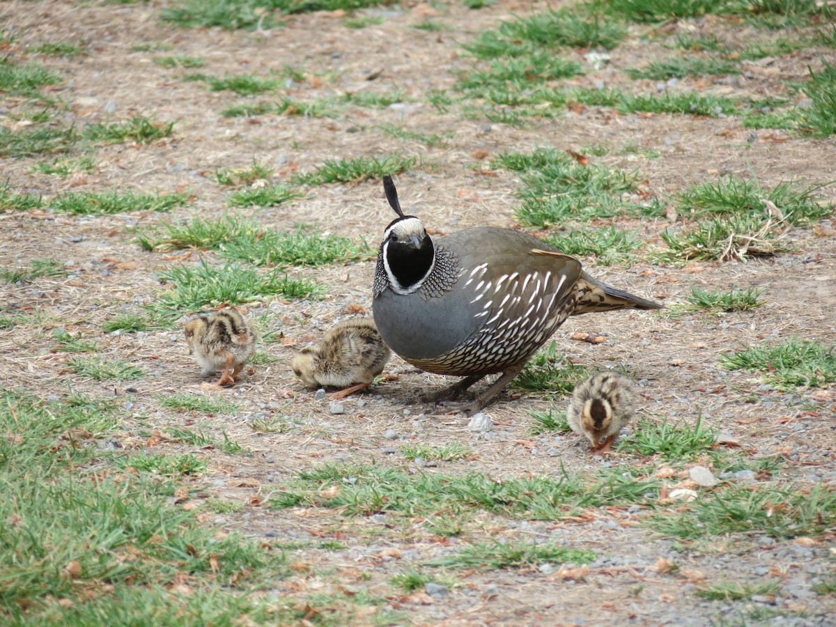 California Quail - ML625935039