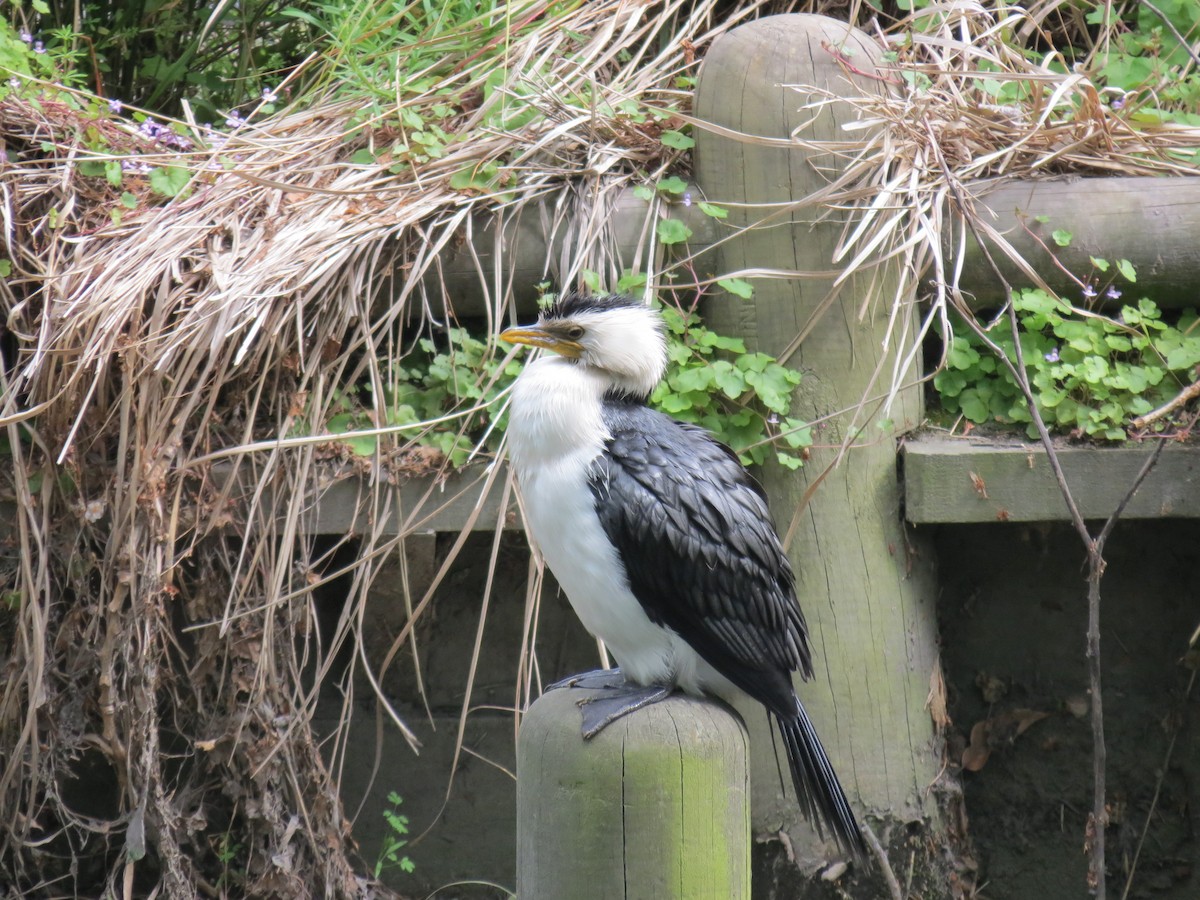 Little Pied Cormorant - ML625935041