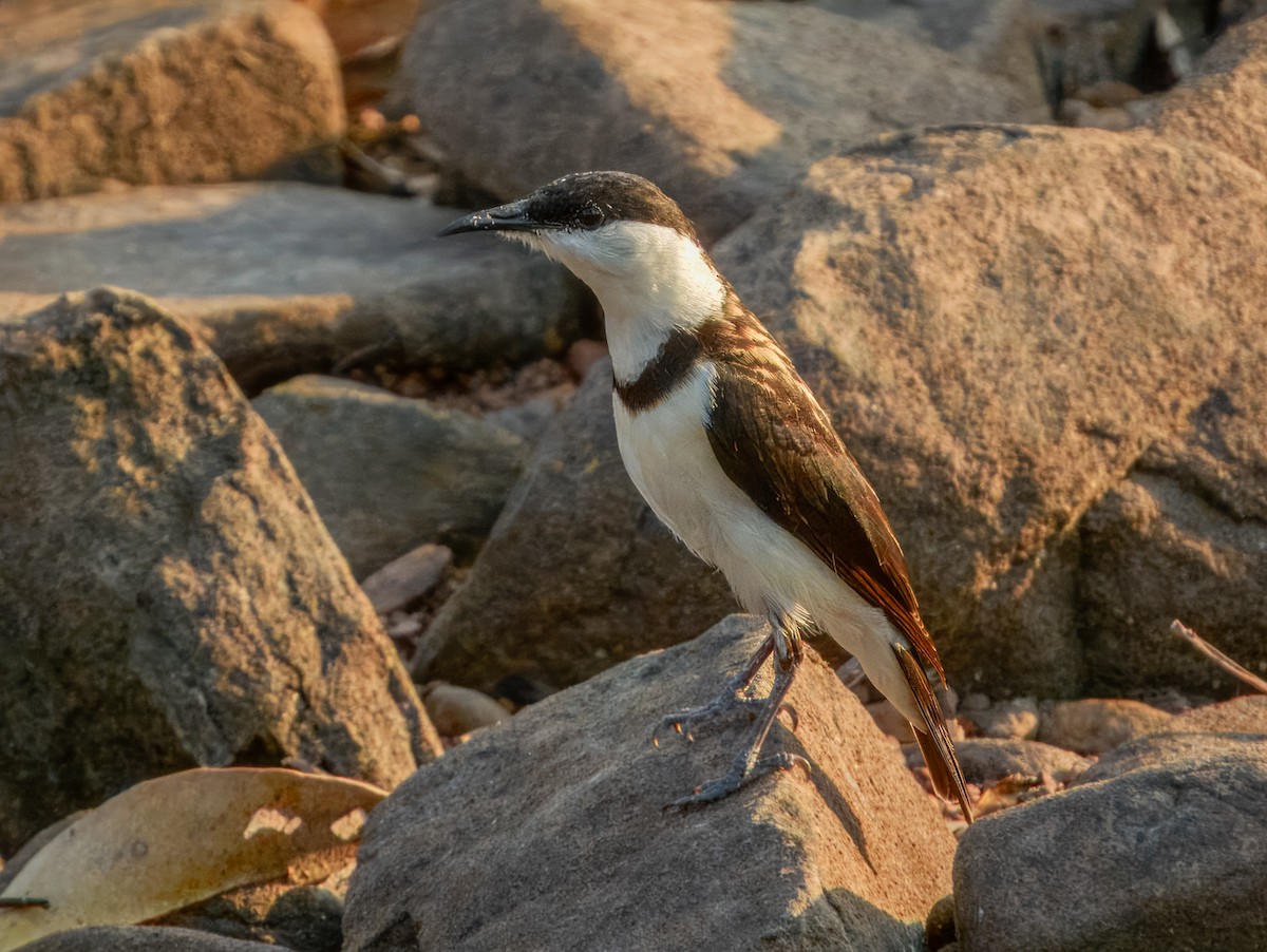Banded Honeyeater - ML625935042