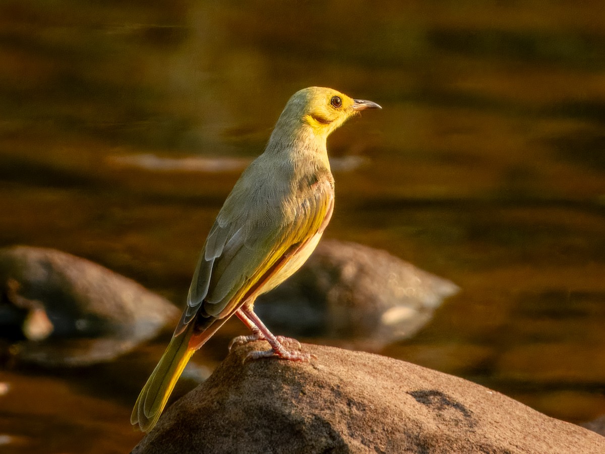 Yellow-tinted Honeyeater - ML625935043