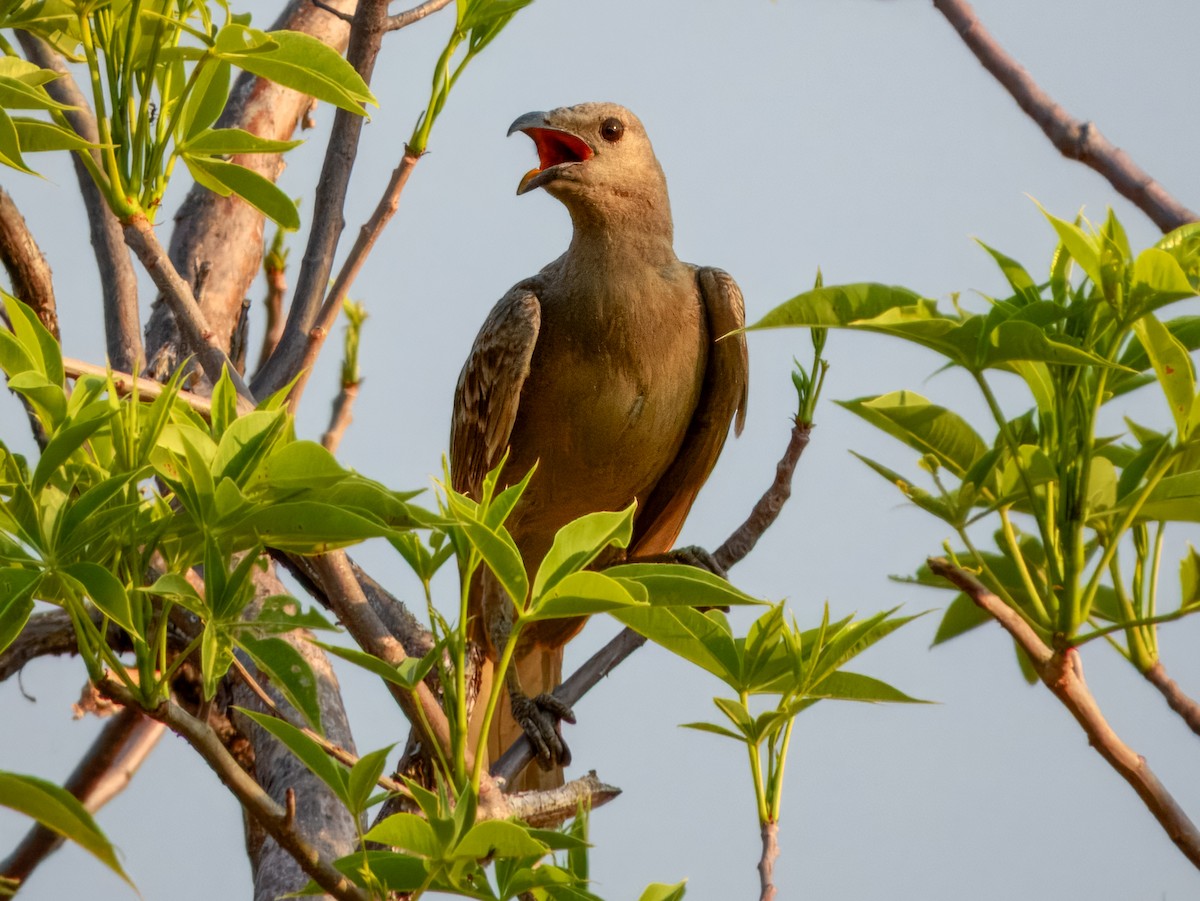 Great Bowerbird - ML625935049