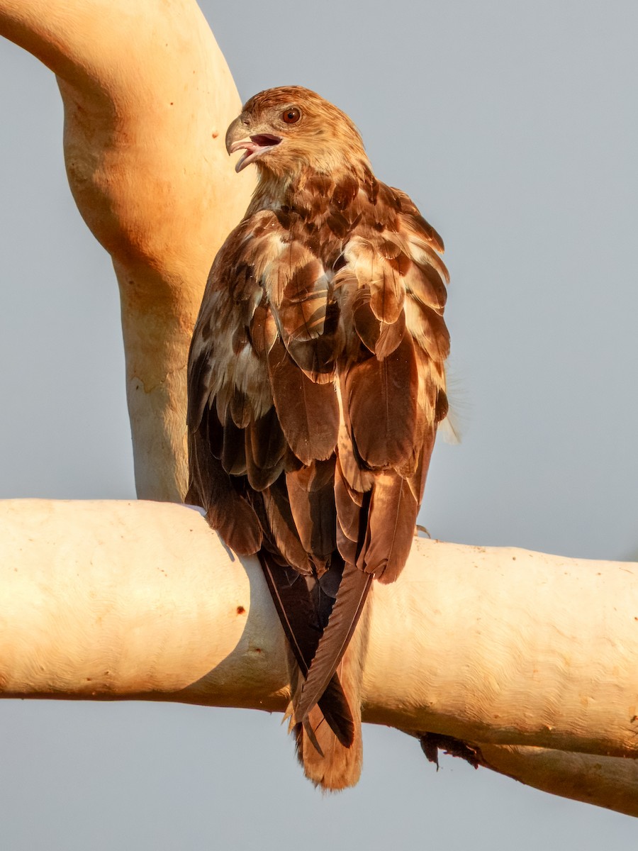 Whistling Kite - ML625935051