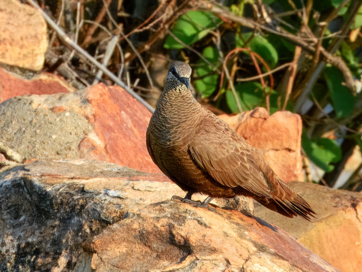 White-quilled Rock-Pigeon - ML625935070