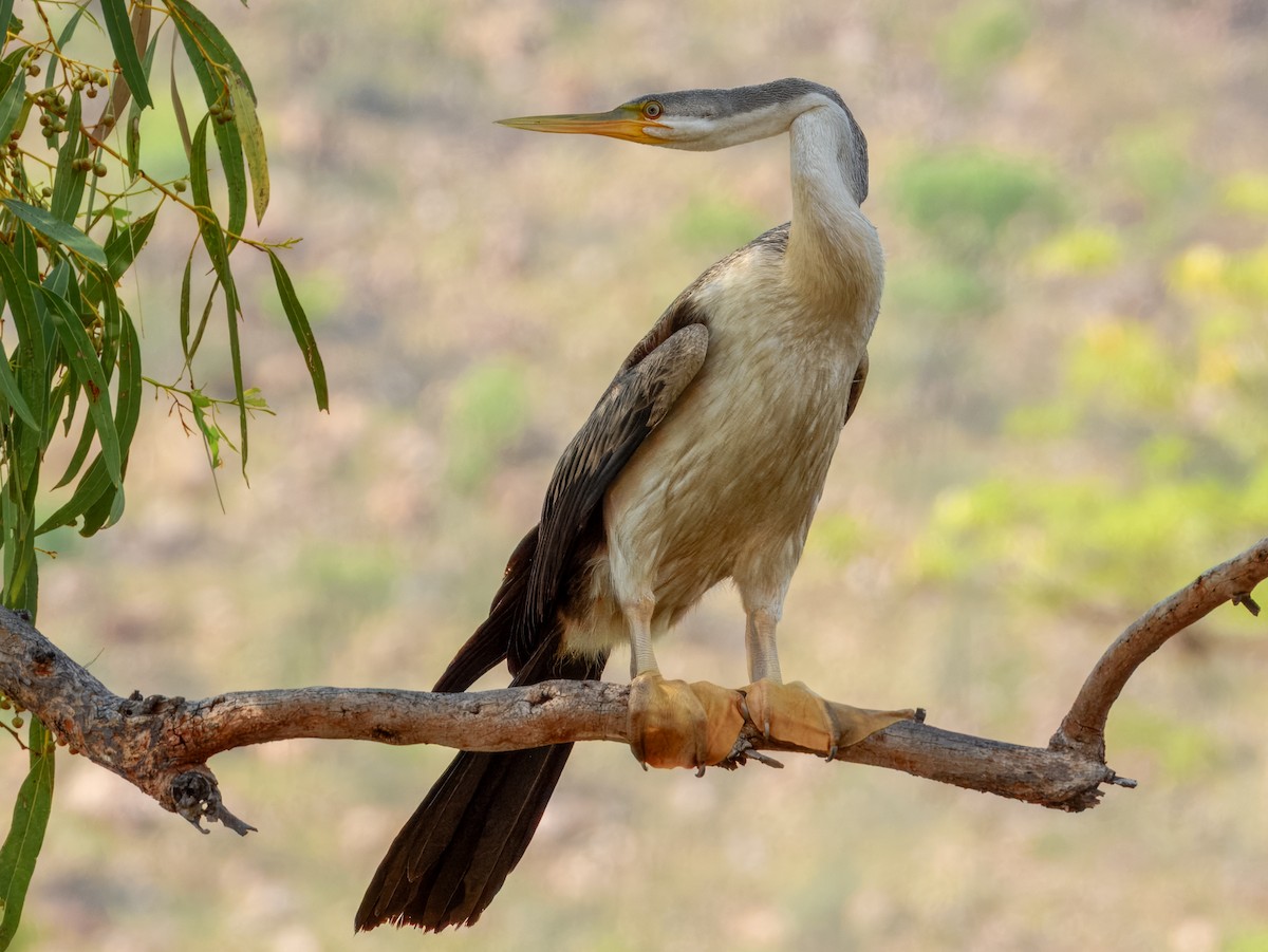 Australasian Darter - ML625935083