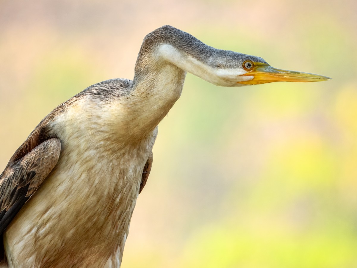 Australasian Darter - ML625935085