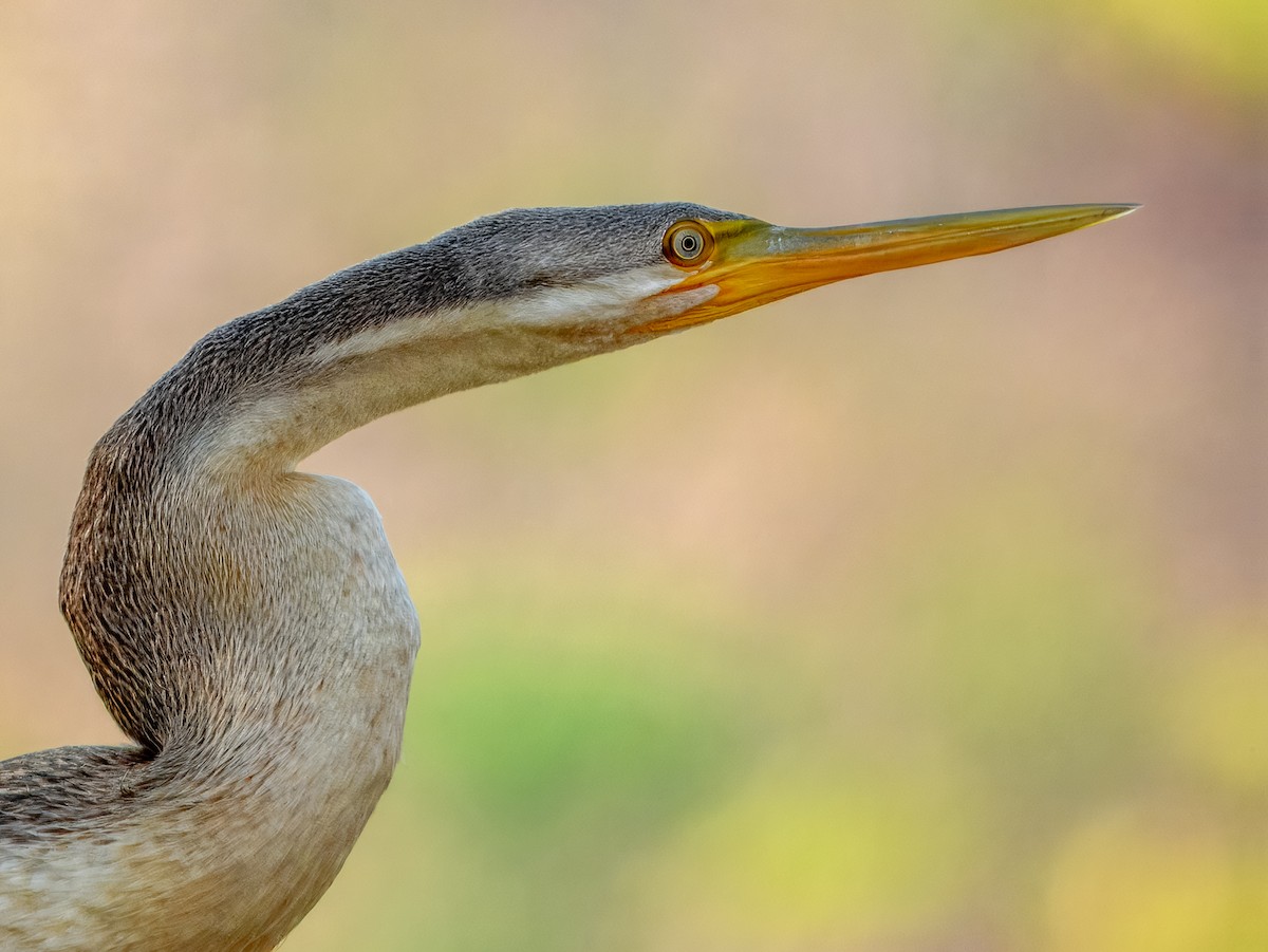 Australasian Darter - ML625935088