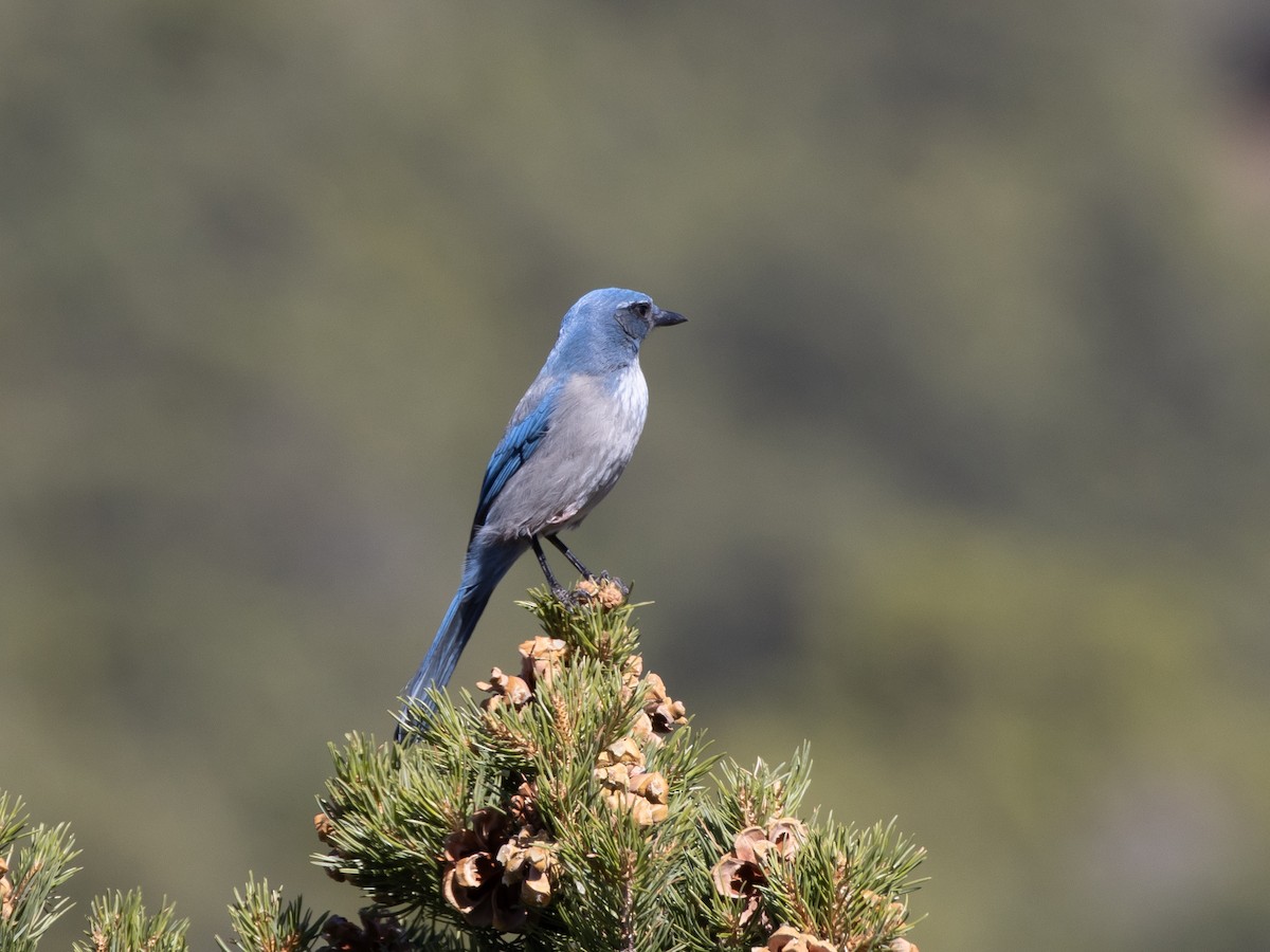 Woodhouse's Scrub-Jay - ML625935267