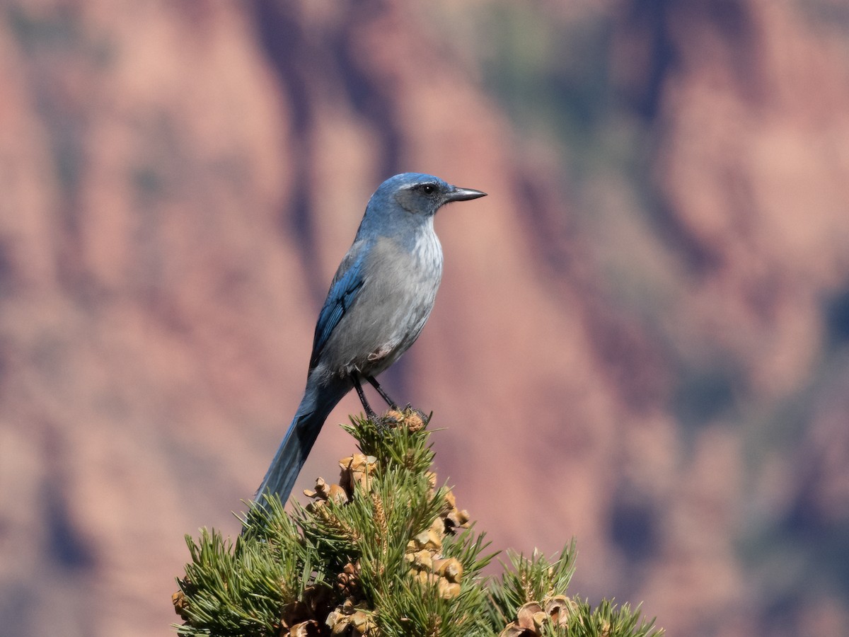 Woodhouse's Scrub-Jay - ML625935269