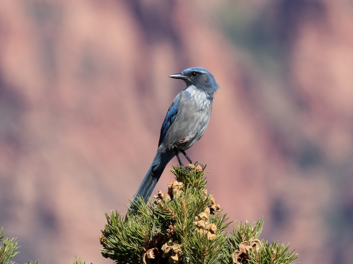 Woodhouse's Scrub-Jay - ML625935272