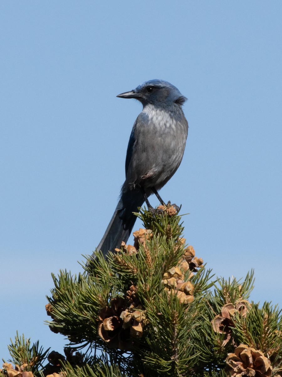 Woodhouse's Scrub-Jay - ML625935274