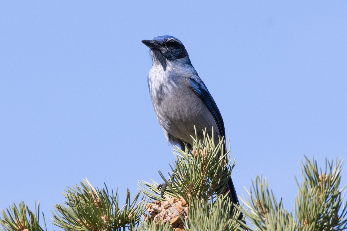 Woodhouse's Scrub-Jay - ML625935277