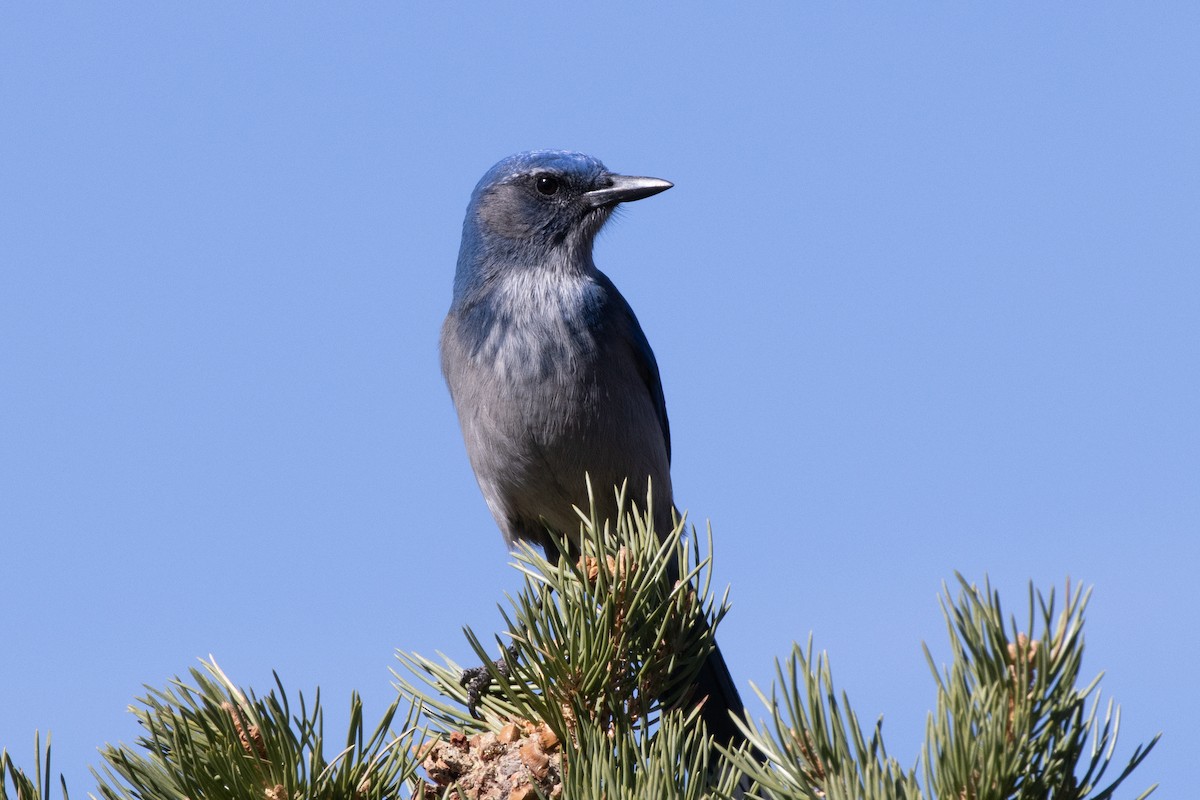 Woodhouse's Scrub-Jay - ML625935282