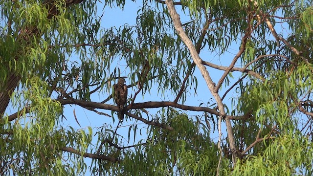 Red Goshawk - ML625935714