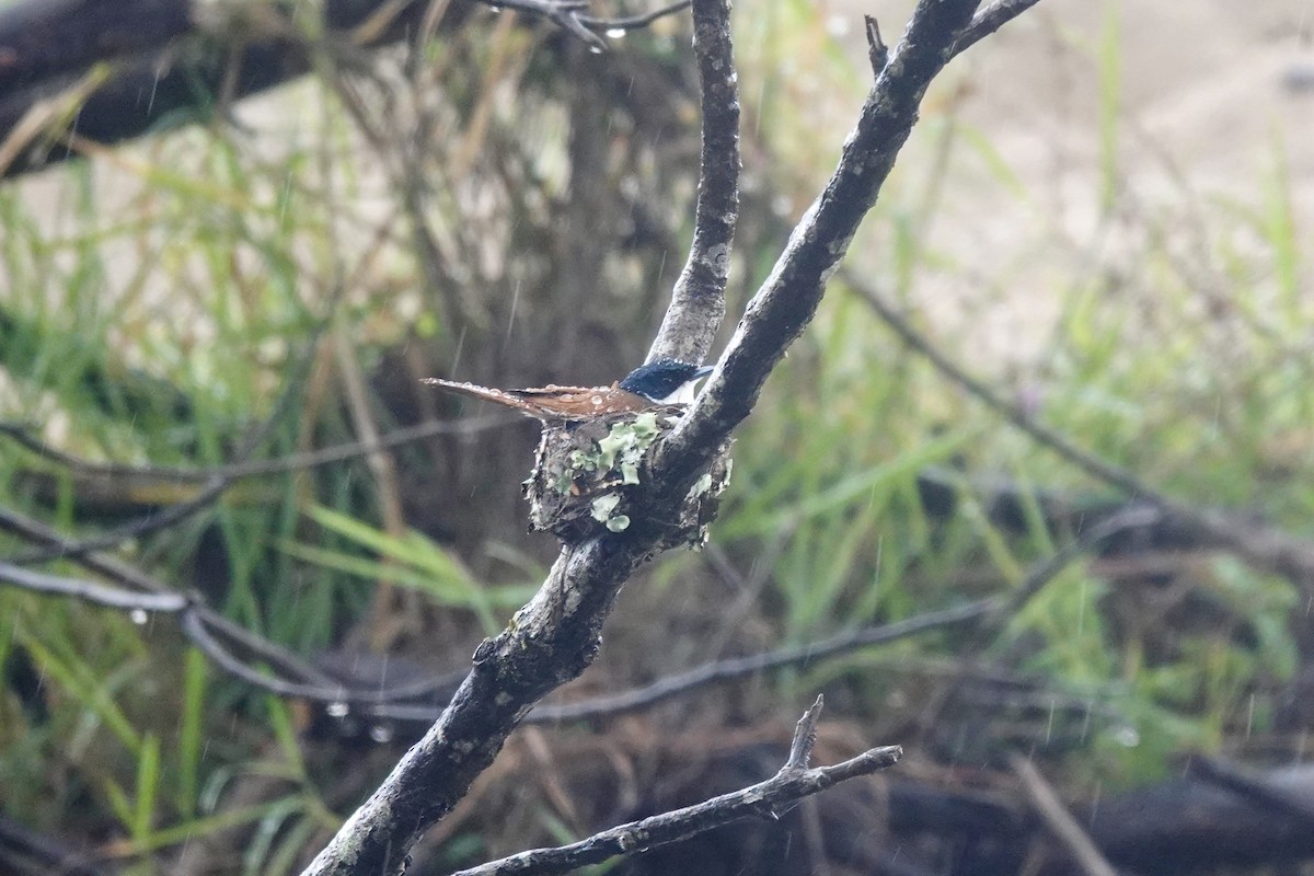 Shining Flycatcher - ML625935902