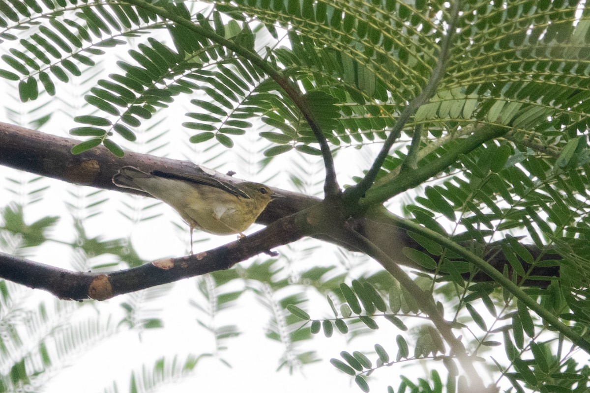 Blackpoll Warbler - ML625936014