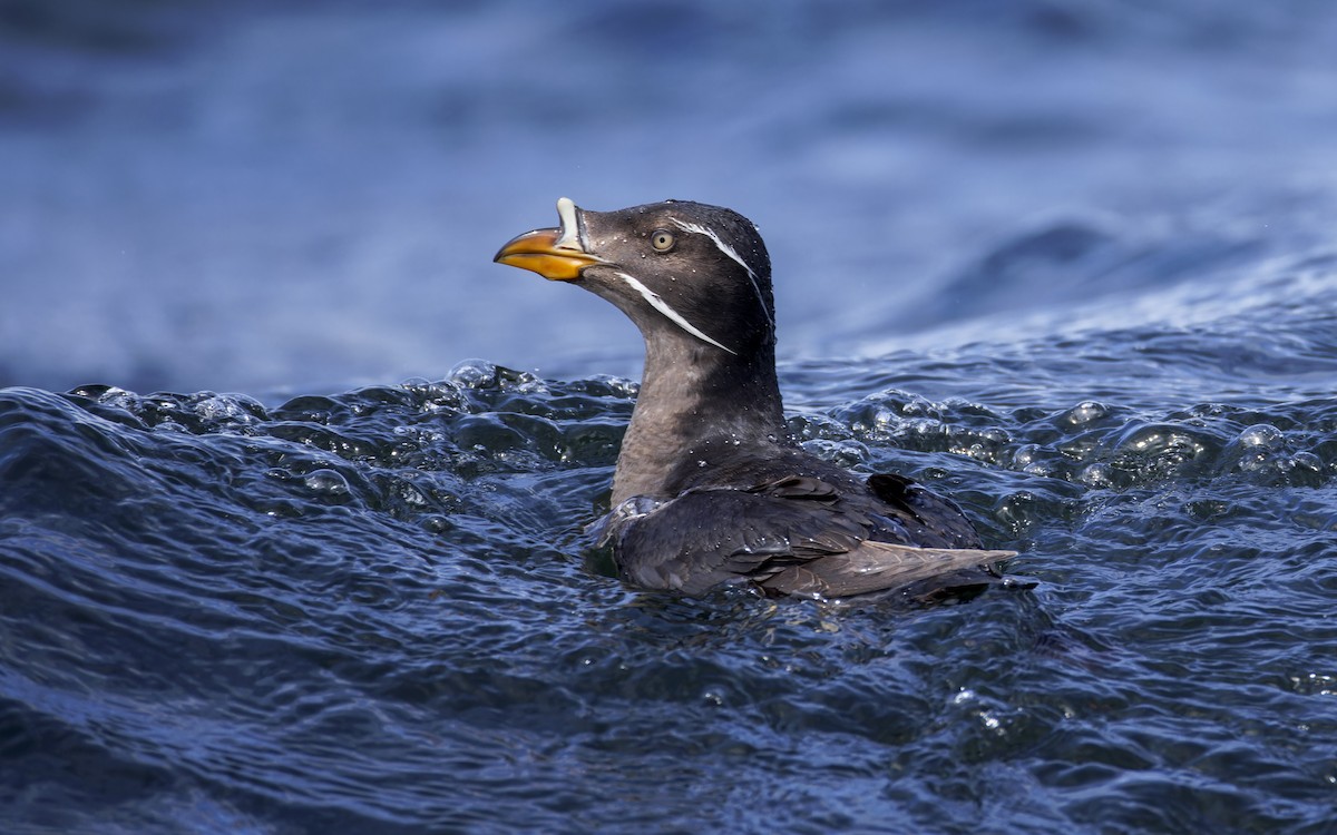 Rhinoceros Auklet - ML625936105