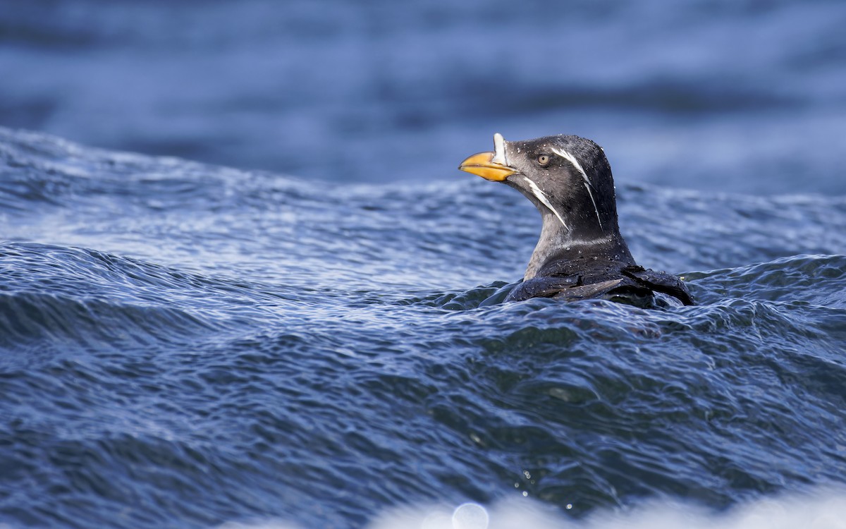 Rhinoceros Auklet - ML625936106