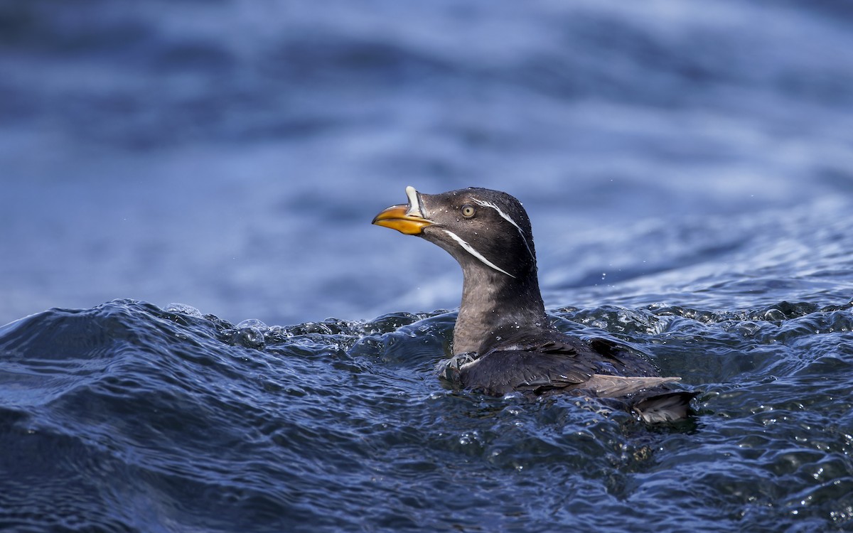 Rhinoceros Auklet - ML625936107