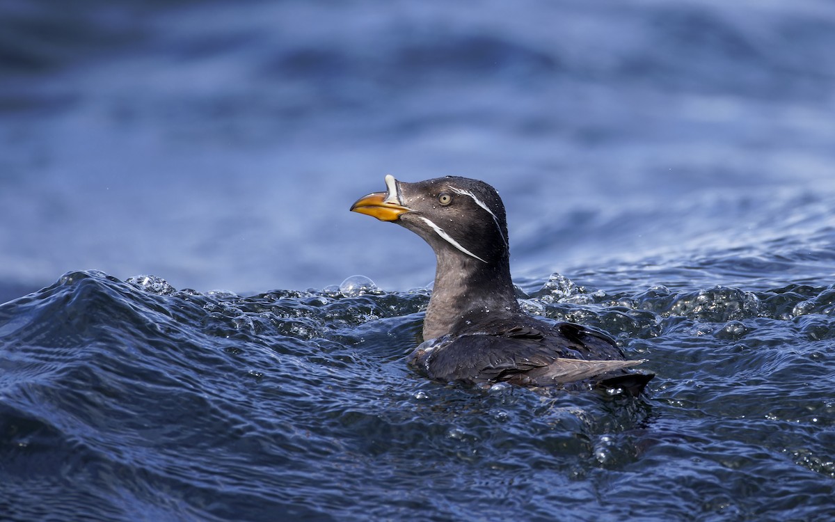 Rhinoceros Auklet - ML625936108