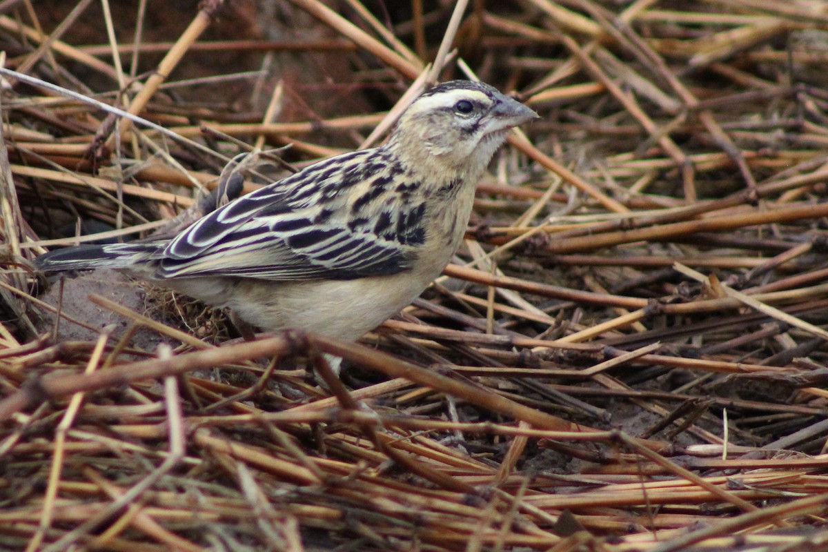 White-winged Widowbird - ML625936126