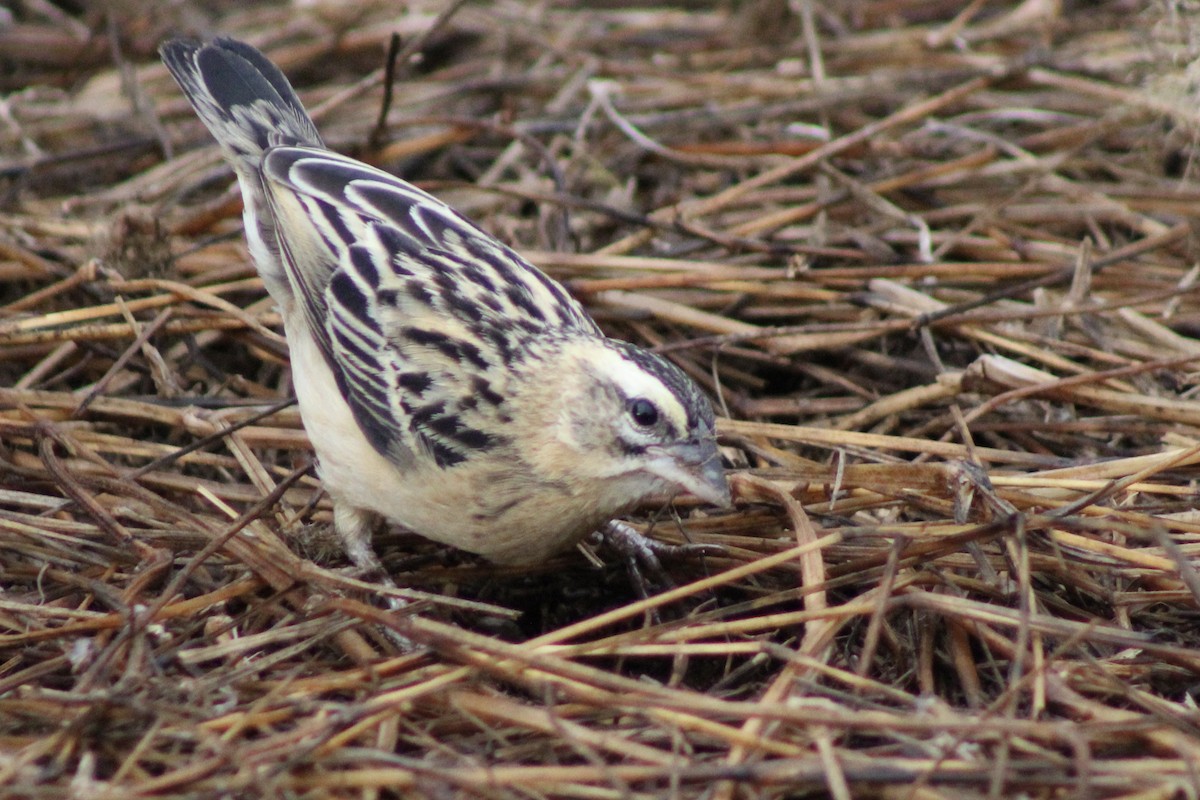 White-winged Widowbird - ML625936129