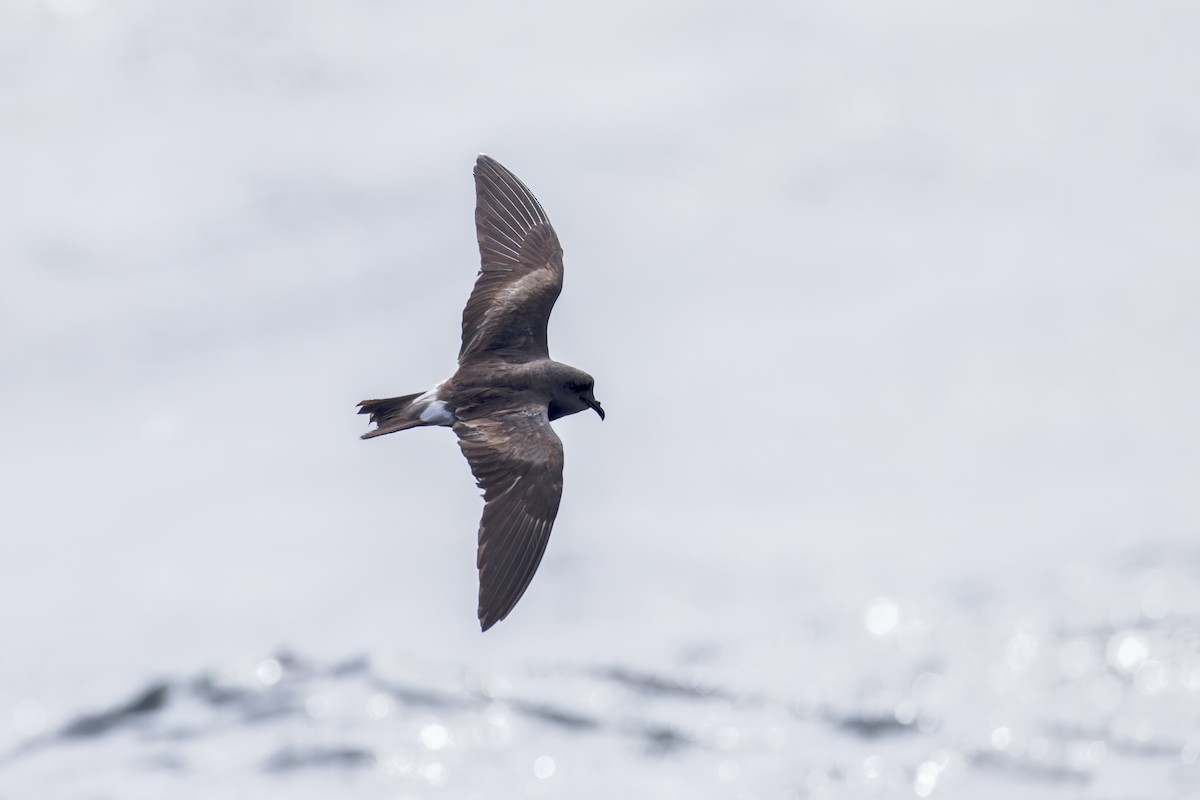 Leach's Storm-Petrel (Leach's) - ML625936155
