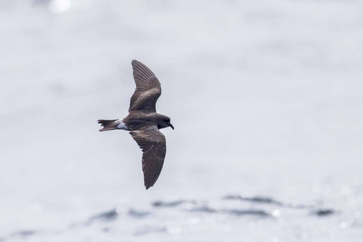 Leach's Storm-Petrel (Leach's) - ML625936156