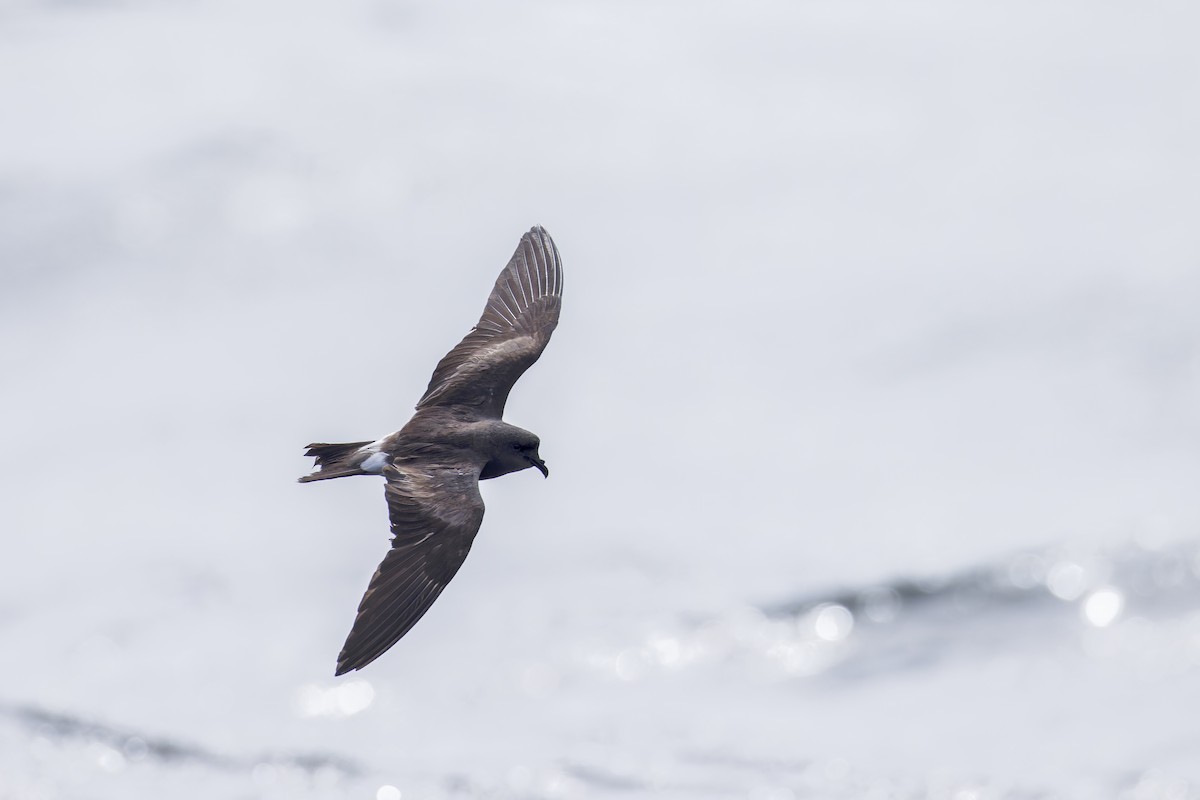 Leach's Storm-Petrel (Leach's) - ML625936157