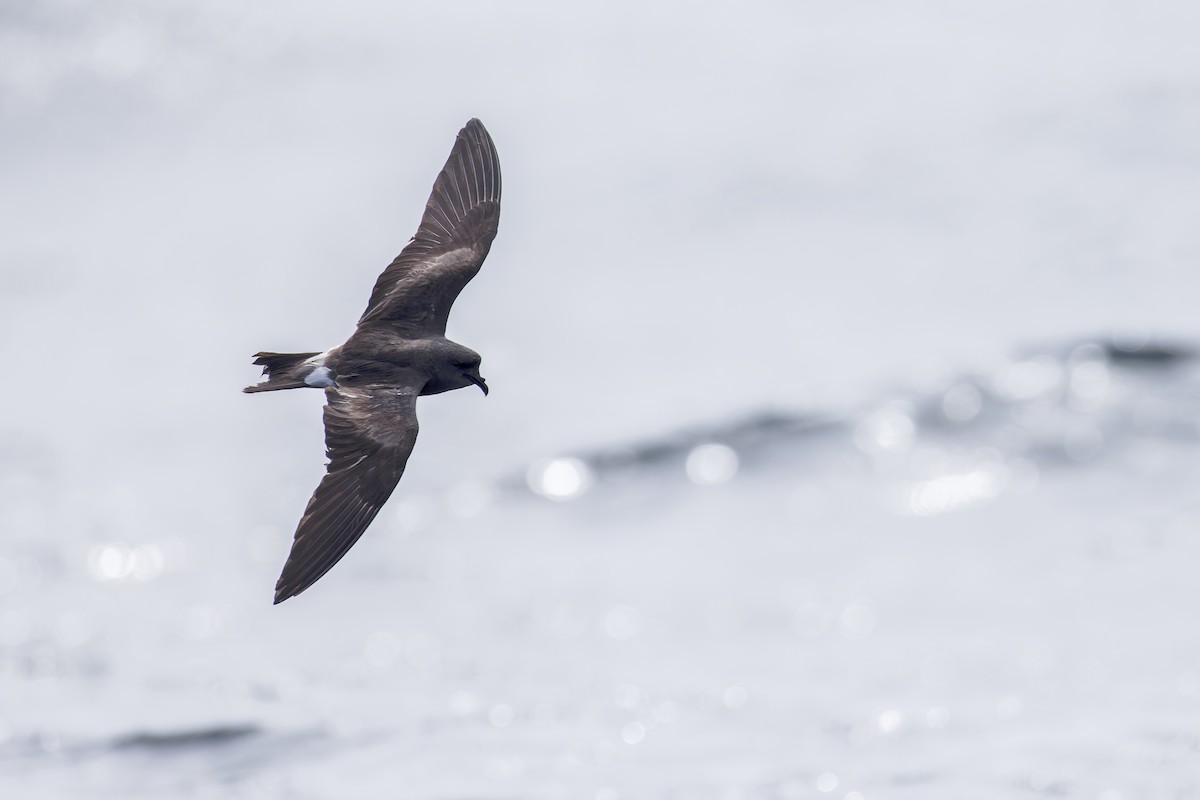 Leach's Storm-Petrel (Leach's) - ML625936158
