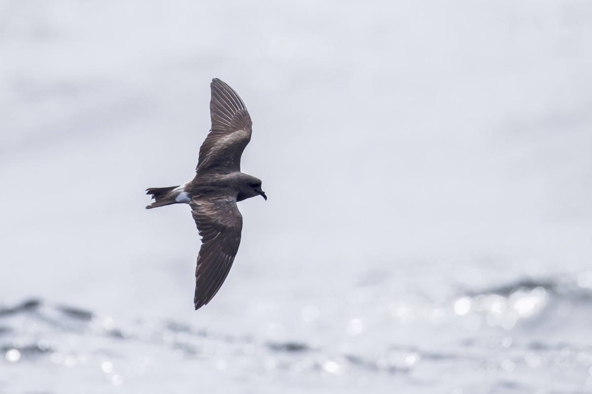 Leach's Storm-Petrel (Leach's) - ML625936159