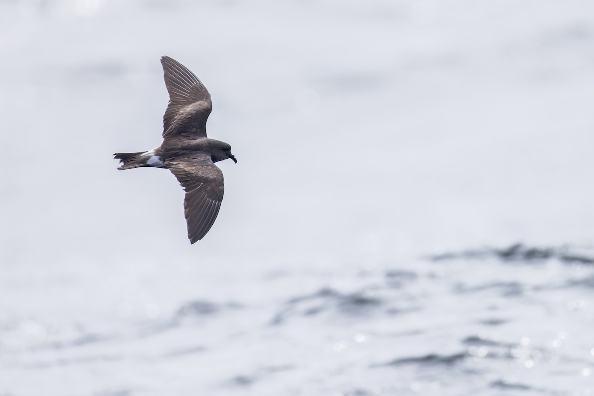 Leach's Storm-Petrel (Leach's) - ML625936160