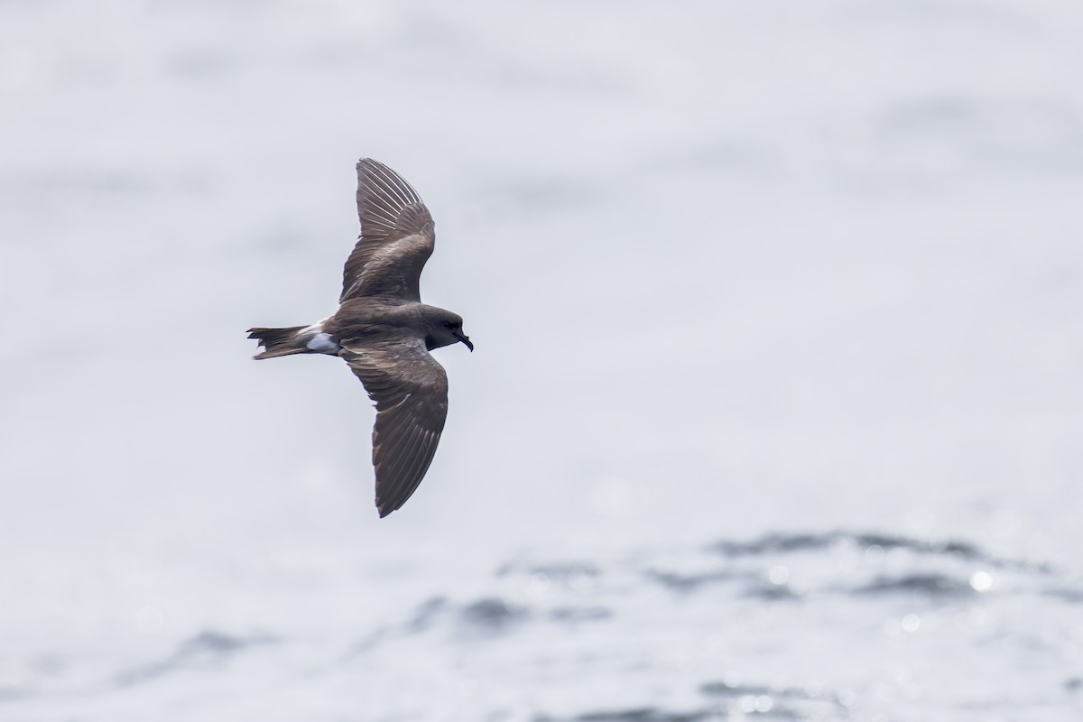 Leach's Storm-Petrel (Leach's) - ML625936161
