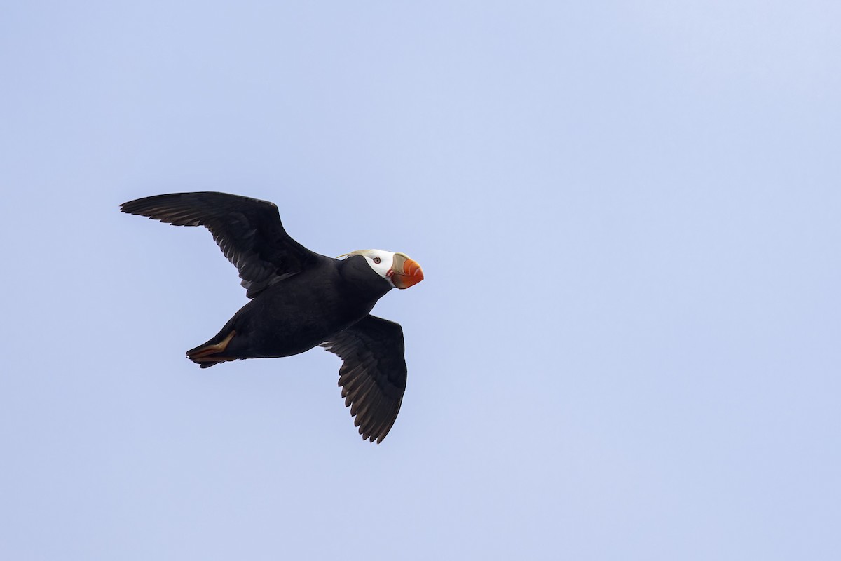 Tufted Puffin - ML625936175