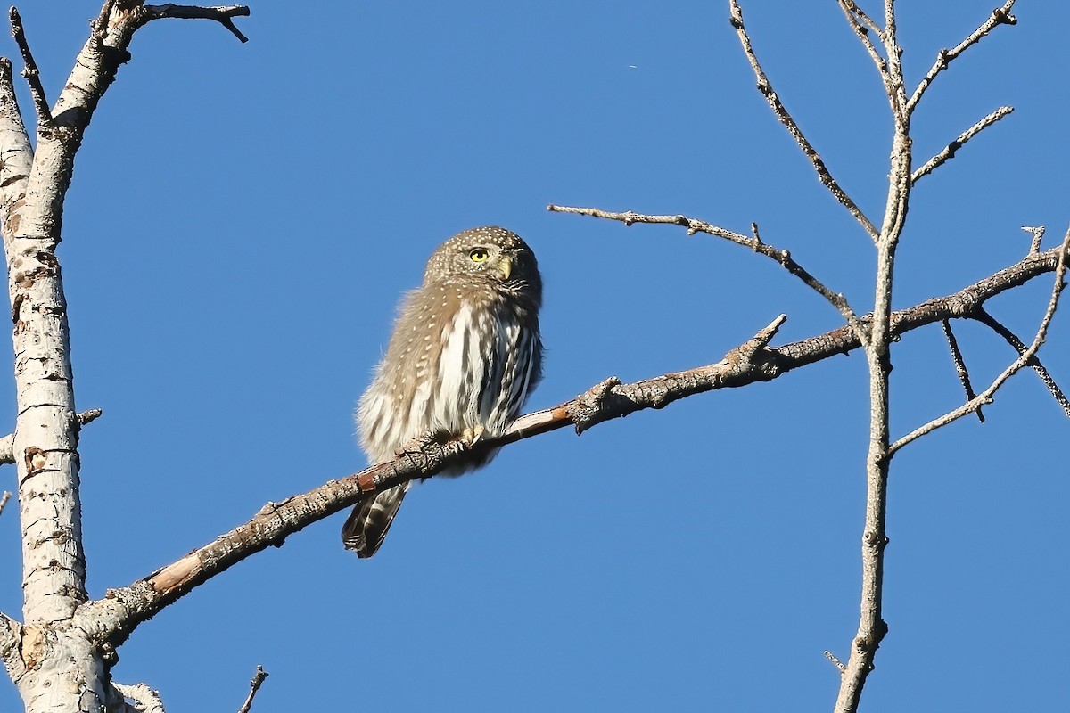 Northern Pygmy-Owl - ML625936193