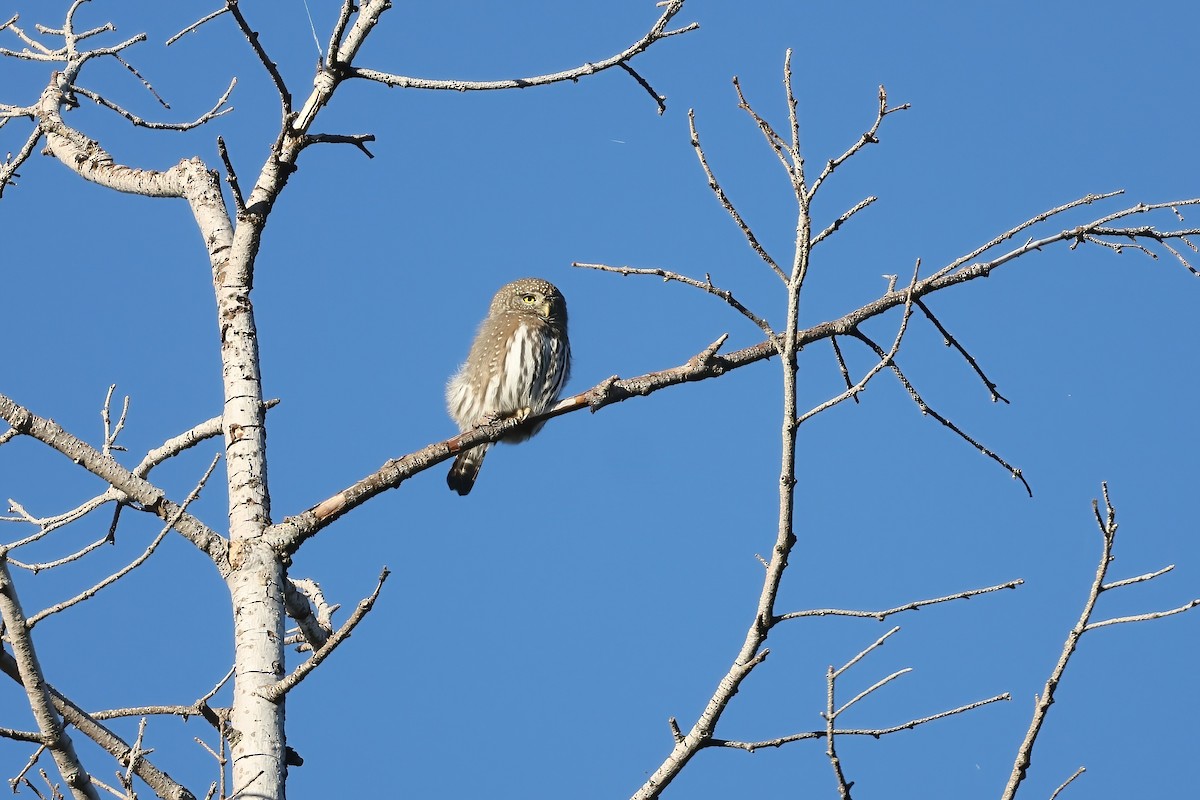 Northern Pygmy-Owl - ML625936203