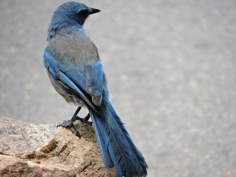 Woodhouse's Scrub-Jay - ML625936227