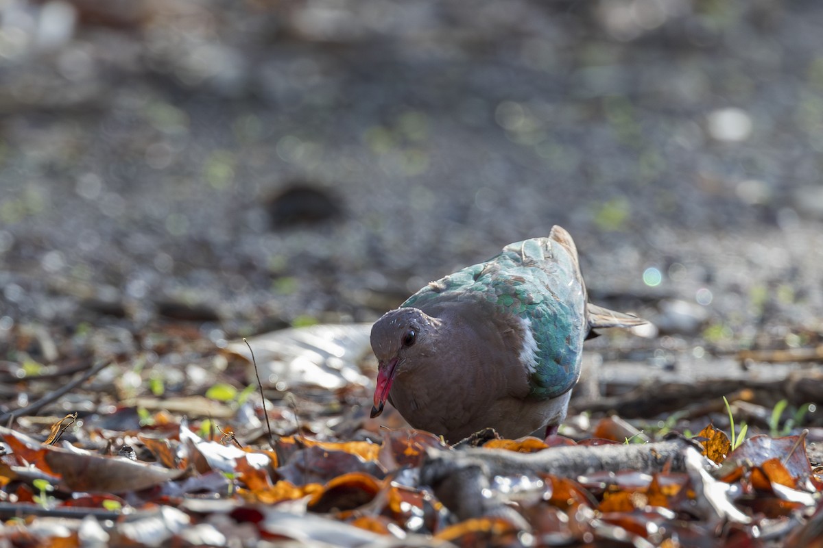 Palomita Esmeralda Cabeciparda - ML625936238